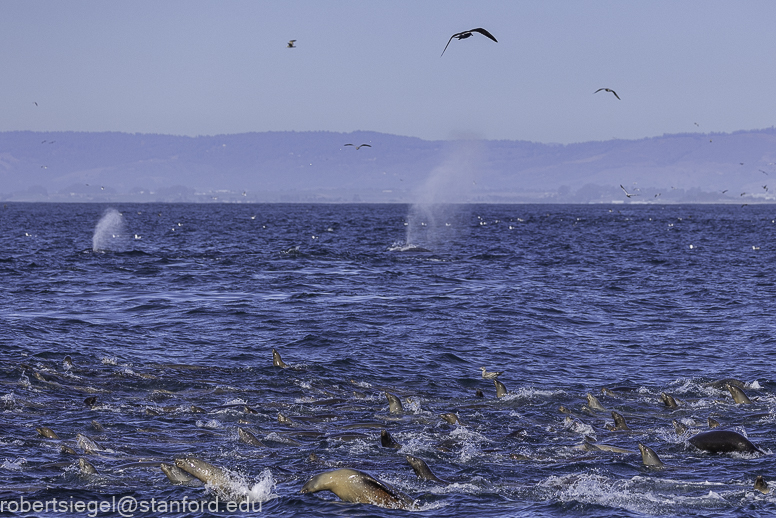 Monterey Bay whale watching